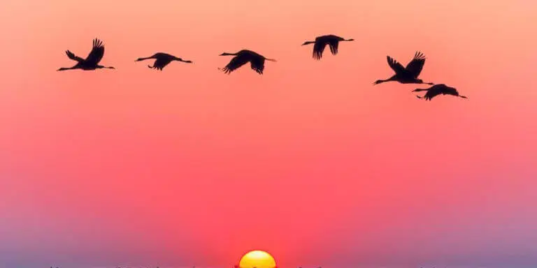 30+ Derek Walcott Poems - Discover Walcott's Poetry - Poem Analysis